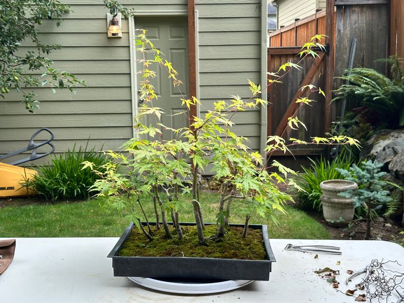 Japanese Maple 5 — Prune — 2025-07-19