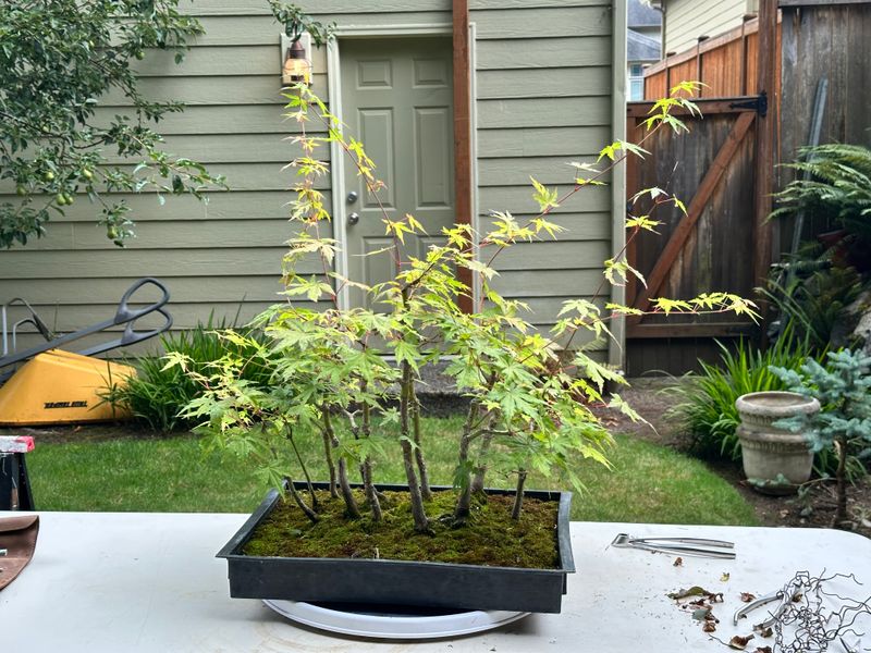 Japanese Maple 5 — Prune — 2025-07-19