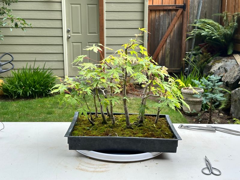 Japanese Maple 5 — Prune — 2025-07-19