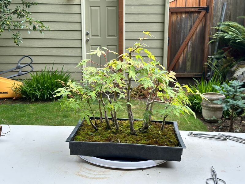 Japanese Maple 5 — Prune — 2025-07-19