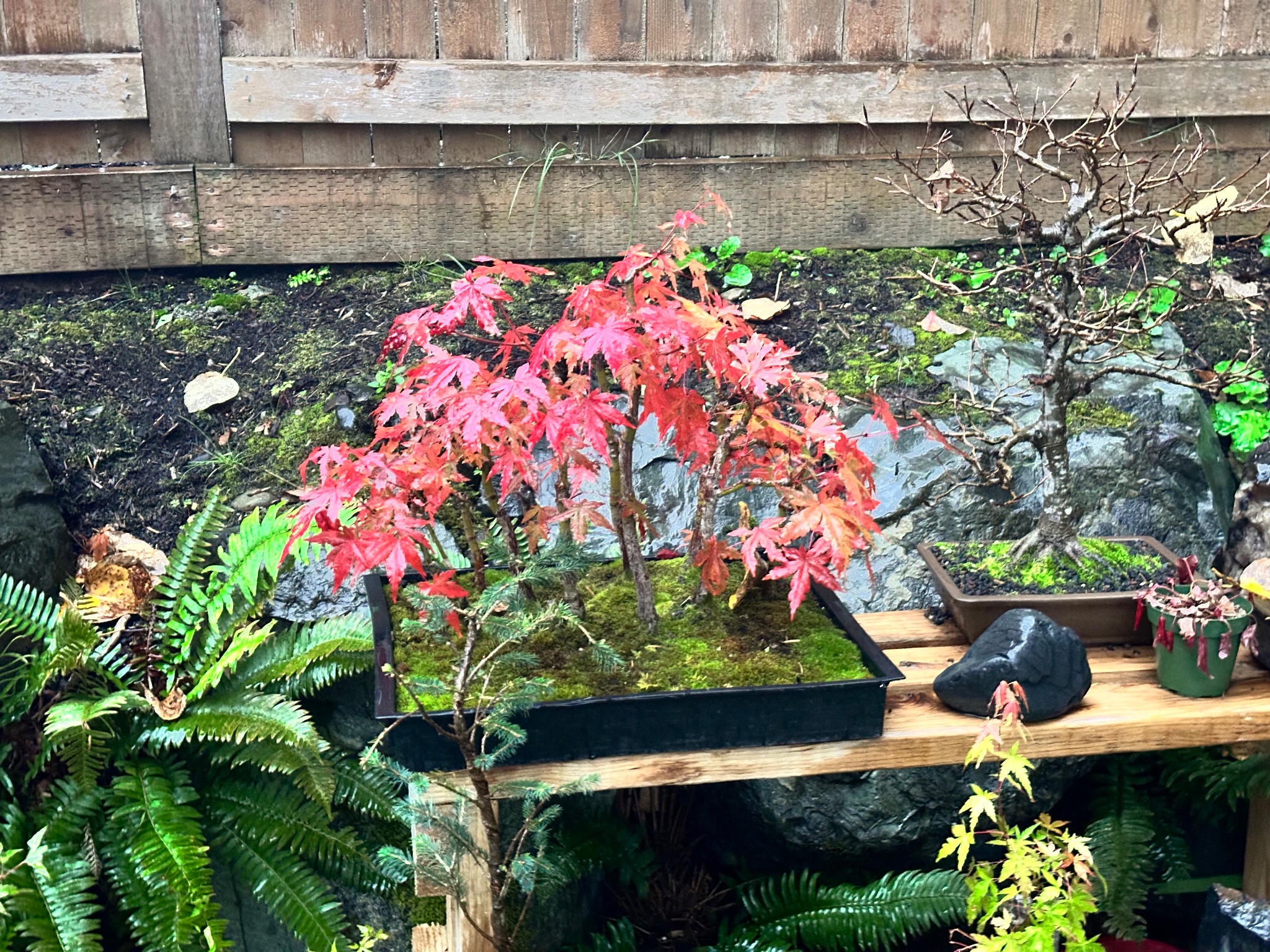 Copper Beech 1 — Observation — 2025-10-24