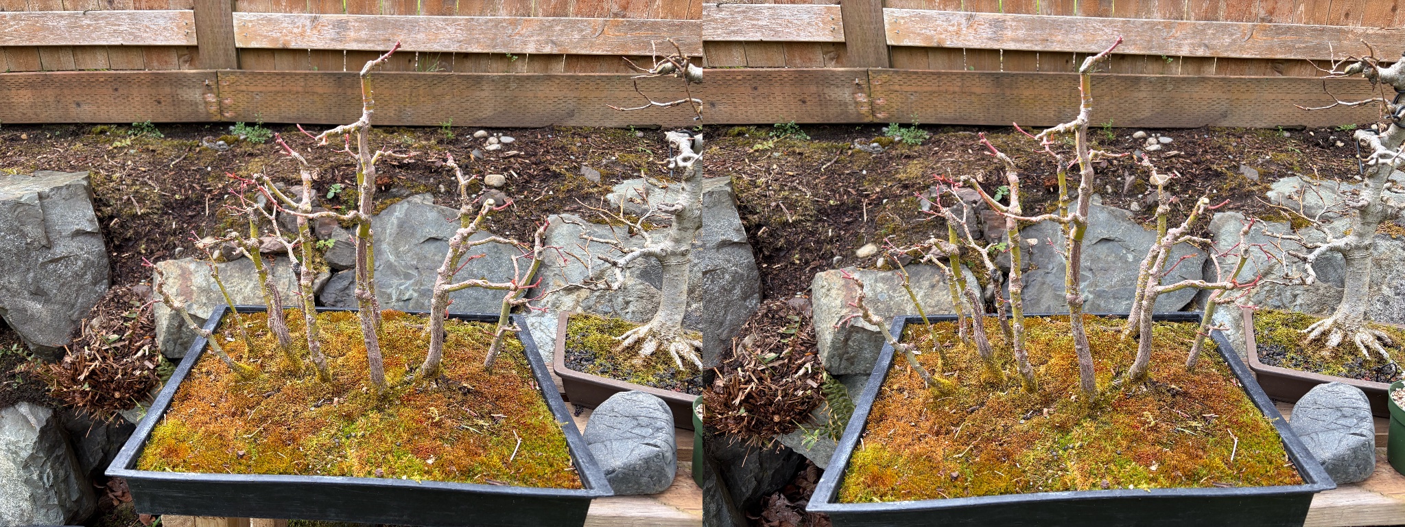Japanese Maple 5 — Observation — 2026-03-28