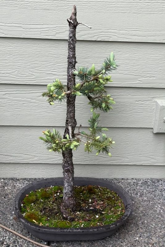 Colorado Blue Spruce 3 — Acquired — 2024-05-18