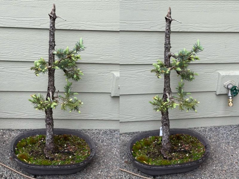 Colorado Blue Spruce 3 — Acquired — 2024-05-18