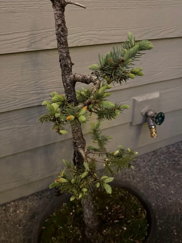 Colorado Blue Spruce 3 — Acquired — 2024-05-18