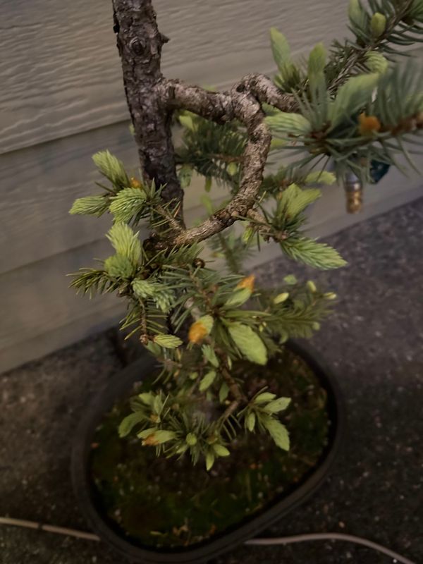 Colorado Blue Spruce 3 — Acquired — 2024-05-18