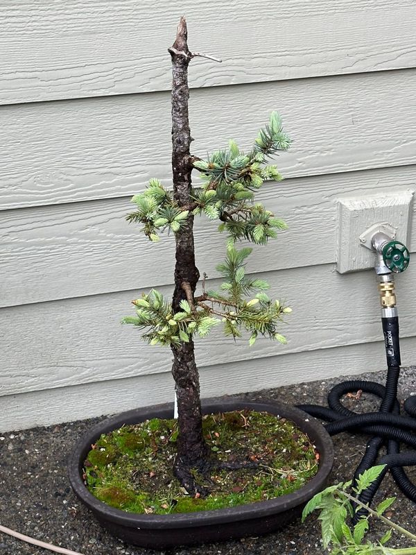 Colorado Blue Spruce 3 — Observation — 2024-05-22