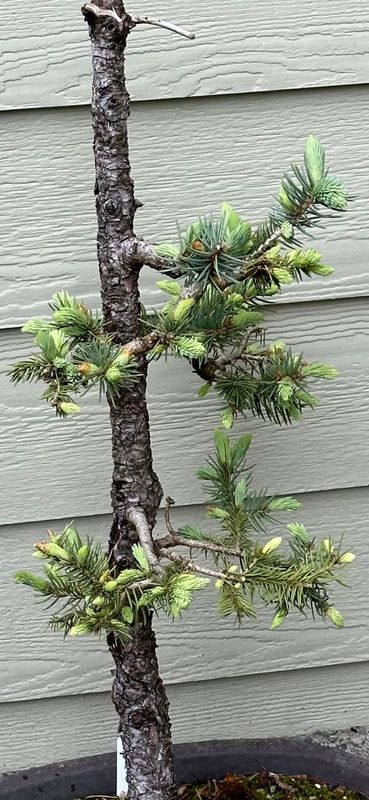 Colorado Blue Spruce 3 — Observation — 2024-05-22