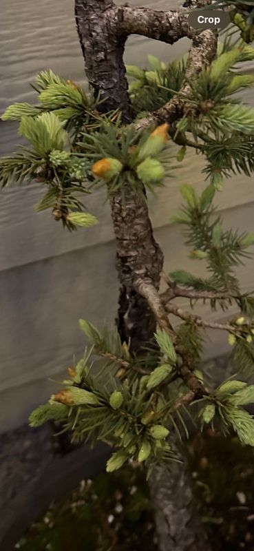 Colorado Blue Spruce 3 — Observation — 2024-05-22