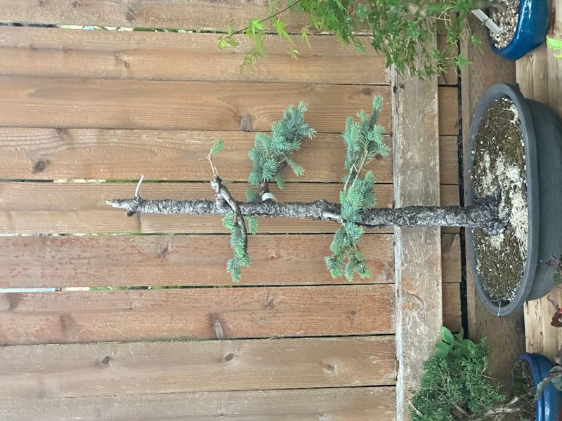 Colorado Blue Spruce 3 — Observation — 2025-07-14
