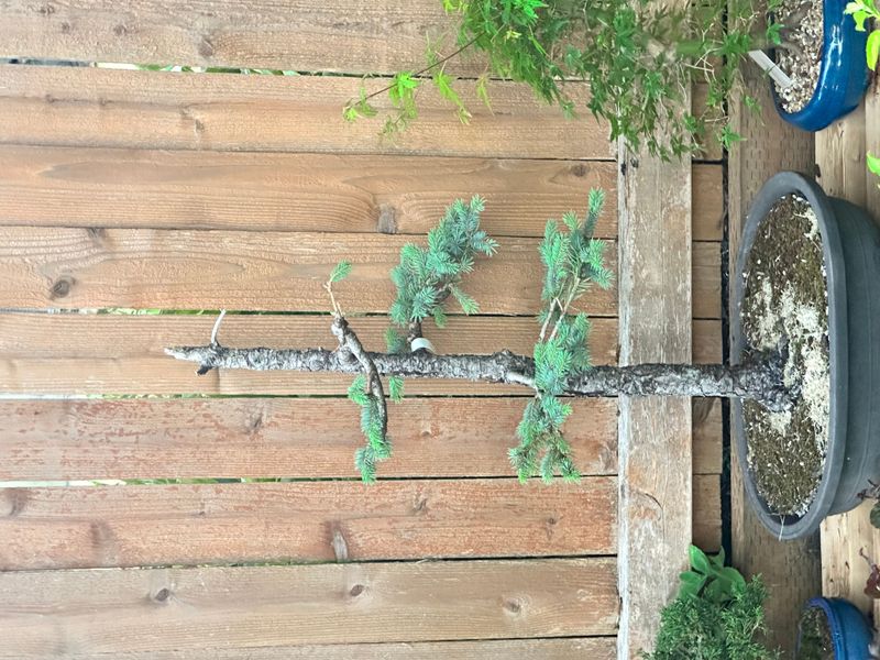 Colorado Blue Spruce 3 — Observation — 2025-07-14