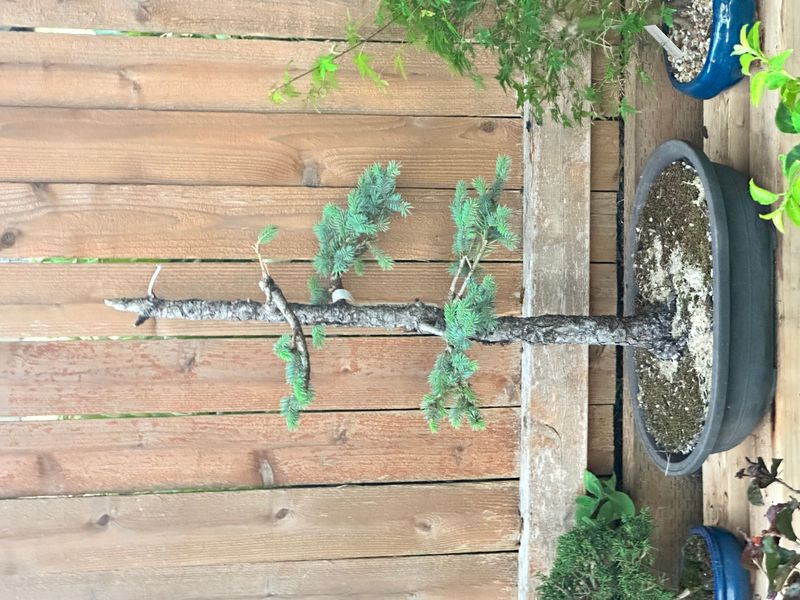 Colorado Blue Spruce 3 — Observation — 2025-07-14