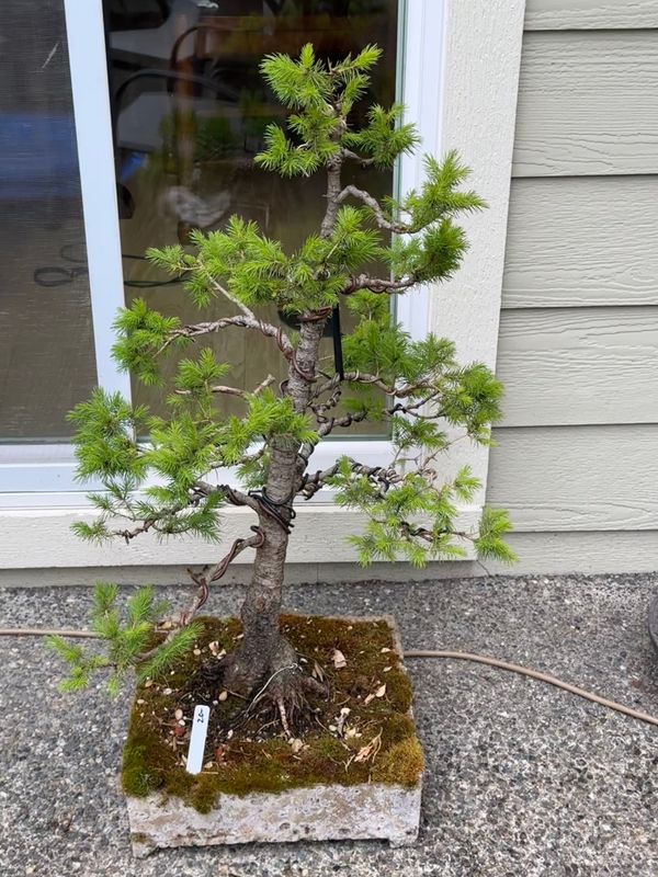 Dwarf Alberta Spruce 5 — May 18