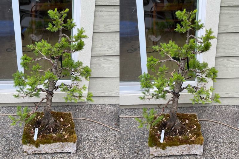 Dwarf Alberta Spruce 5 — Observation — 2024-05-18