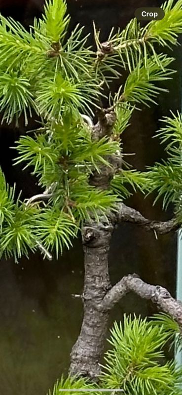 Dwarf Alberta Spruce 5 — Observation — 2024-05-18