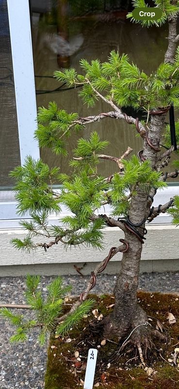 Dwarf Alberta Spruce 5 — Observation — 2024-05-18