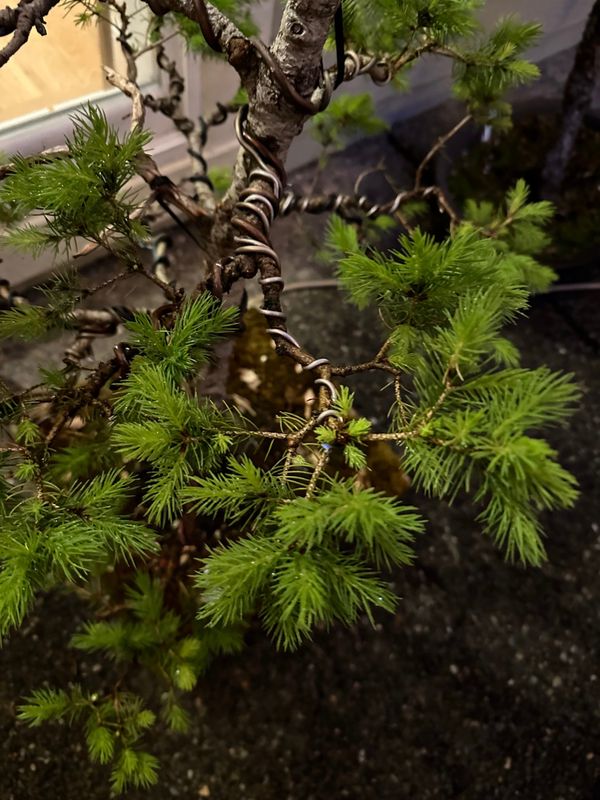 Dwarf Alberta Spruce 5 — Observation — 2024-05-18