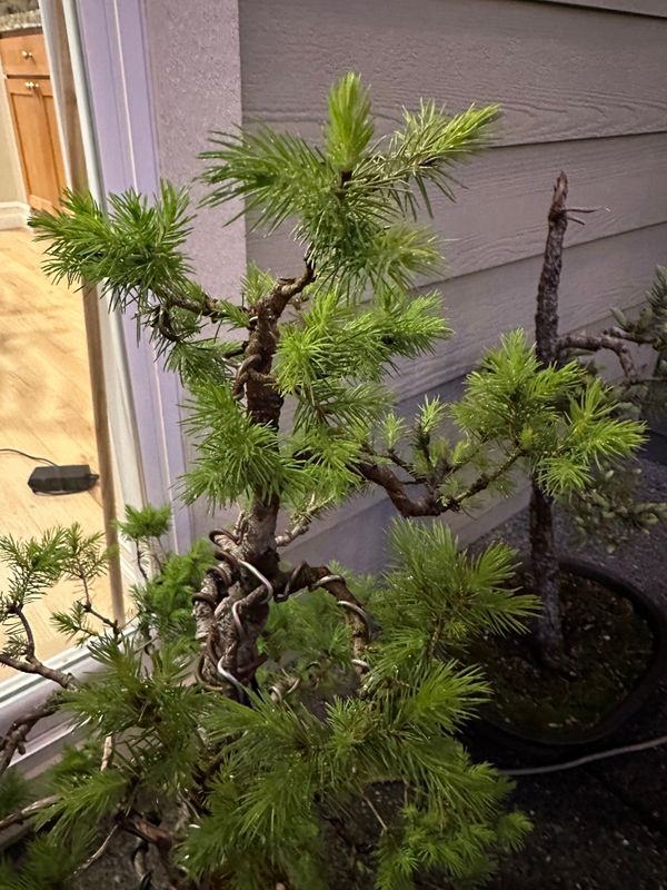 Dwarf Alberta Spruce 5 — Observation — 2024-05-18