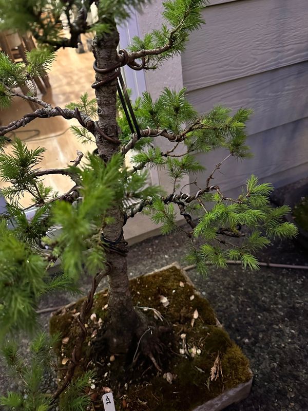 Dwarf Alberta Spruce 5 — Observation — 2024-05-18