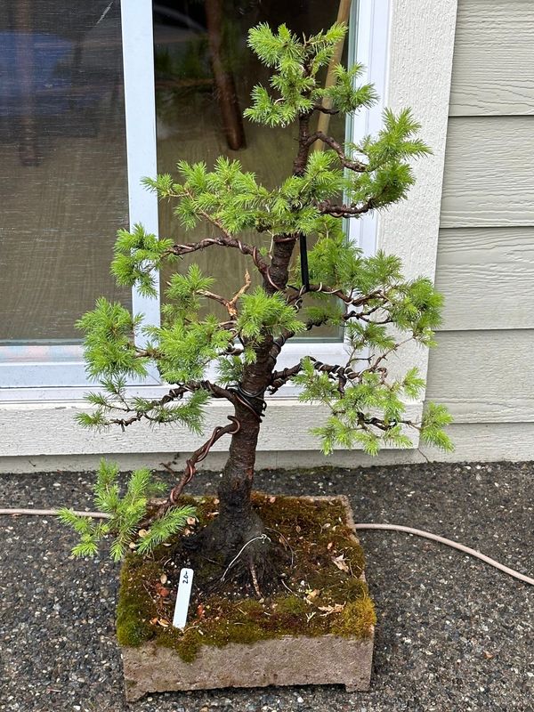 Dwarf Alberta Spruce 5 — May 22