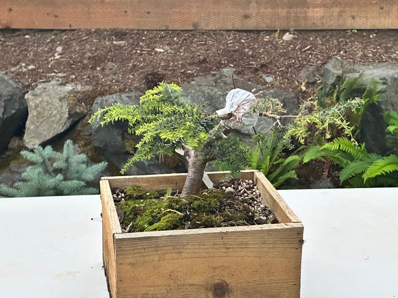 Canadian Hemlock 1 — Observation — 2025-07-14