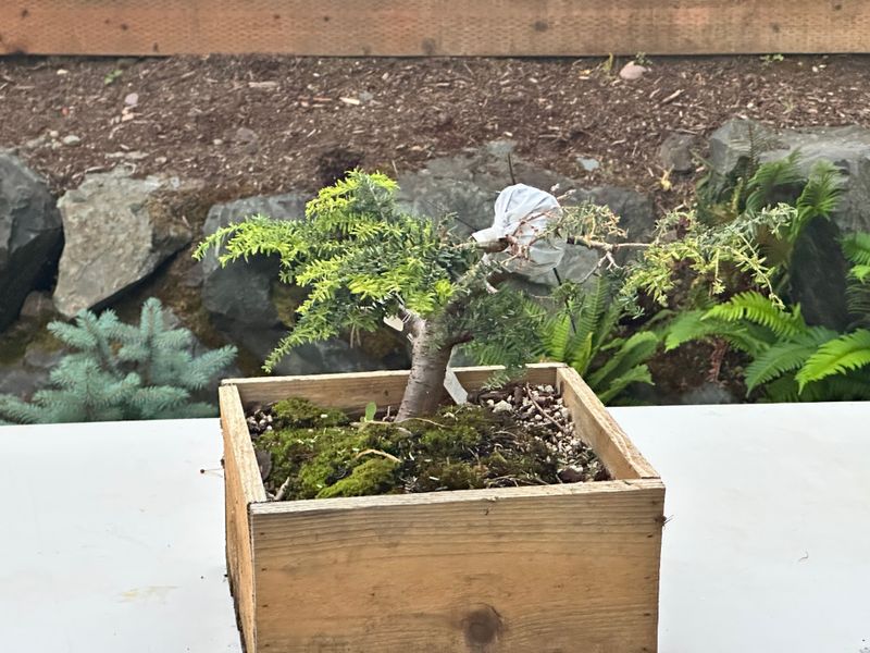 Canadian Hemlock 1 — Observation — 2025-07-14