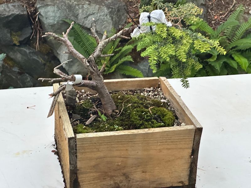 Canadian Hemlock 1 — Observation — 2025-07-14