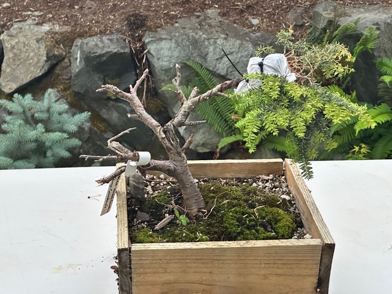 Canadian Hemlock 1 — Observation — 2025-07-14