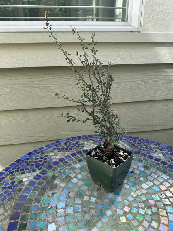 Cotoneaster 1 — Jun 12