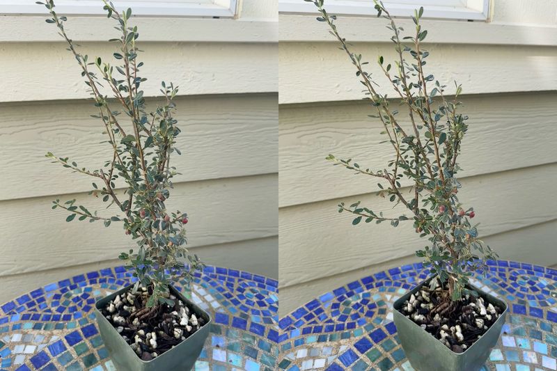 Cotoneaster 1 — Observation — 2024-06-12