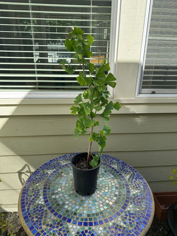 Ginkgo biloba 1 — Observation — 2024-06-12