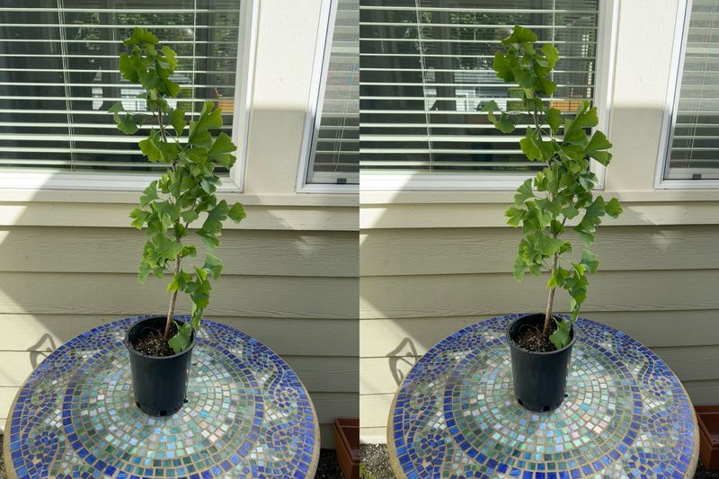 Ginkgo biloba 1 — Observation — 2024-06-12
