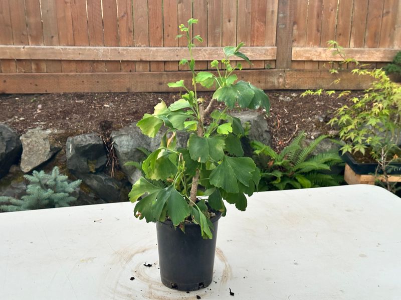 Ginkgo biloba 1 — Observation — 2025-07-14