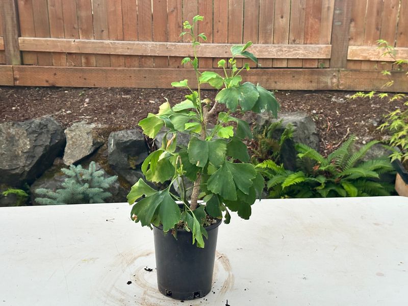 Ginkgo biloba 1 — Observation — 2025-07-14