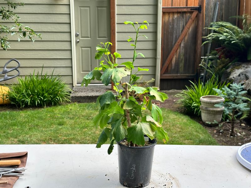Ginkgo biloba 1 — Prune — 2025-07-19