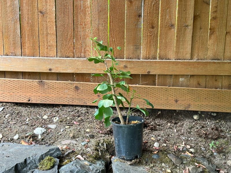 Ginkgo biloba 1 — Prune — 2025-07-19