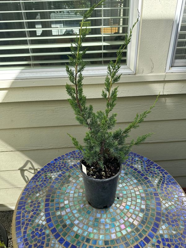 Juniper Kishu 1 — Observation — 2024-06-12