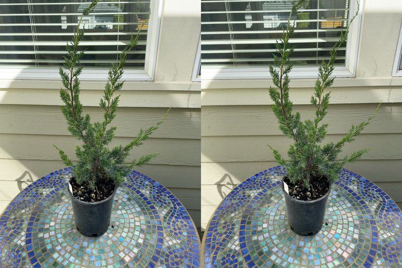 Chinese Juniper 1 — Observation — 2024-06-12