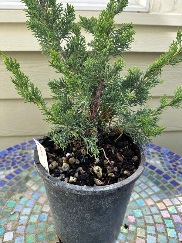 Juniper Kishu 1 — Observation — 2024-06-12