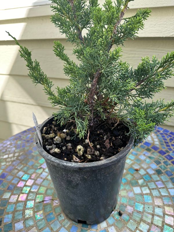 Juniper Kishu 1 — Observation — 2024-06-12