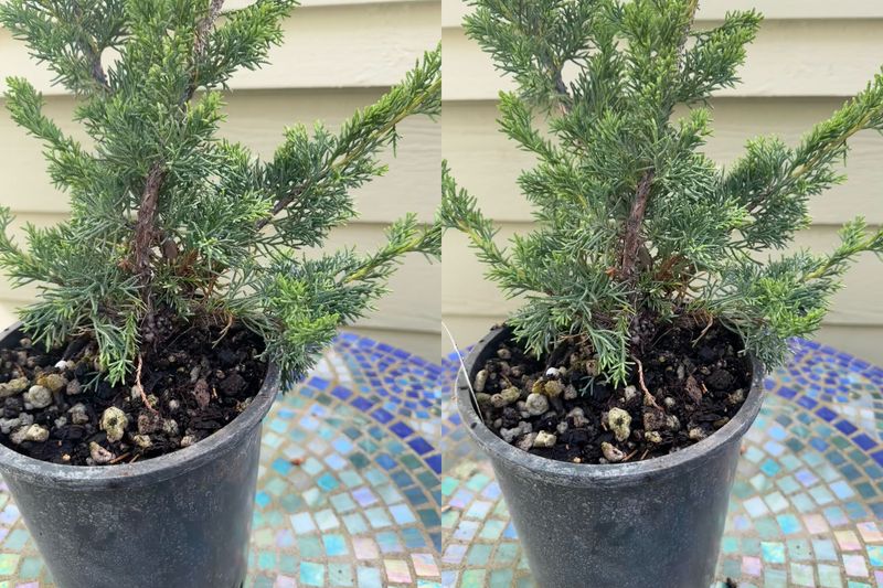 Chinese Juniper 1 — Observation — 2024-06-12