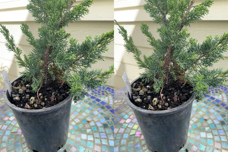Chinese Juniper 1 — Observation — 2024-06-12
