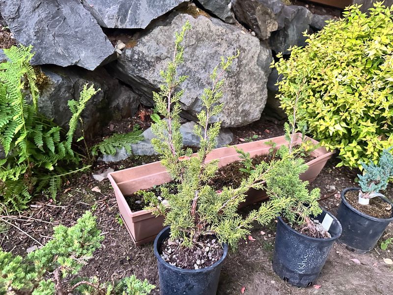 Juniper Kishu 1 — Observation — 2025-07-14