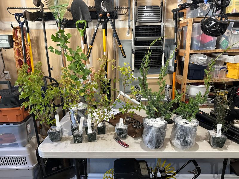 Juniper Kishu 2 — Observation — 2024-06-12