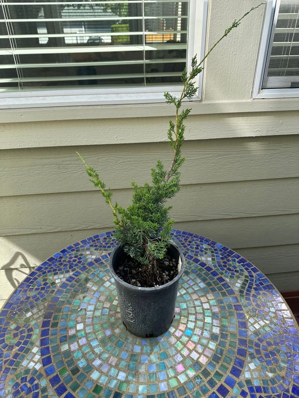 Juniper Kishu 2 — Observation — 2024-06-12