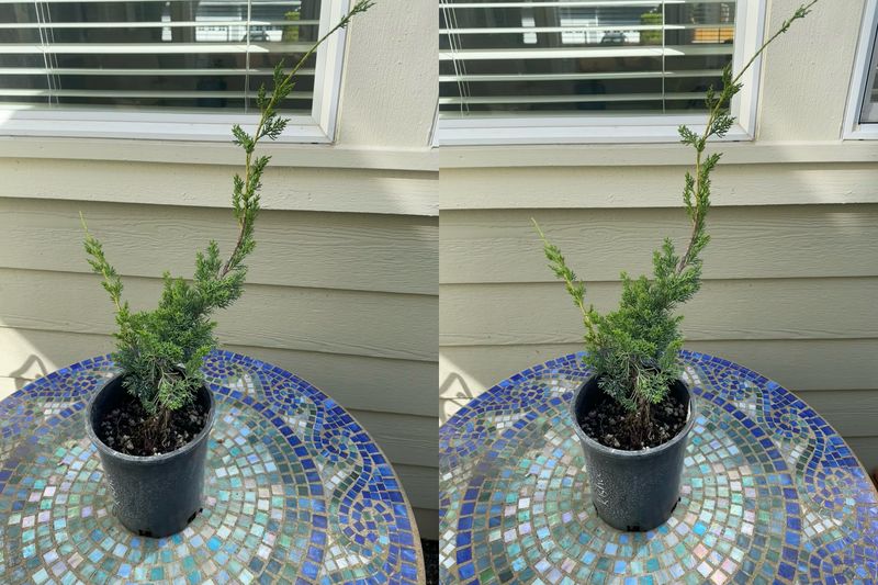 Chinese Juniper 2 — Observation — 2024-06-12