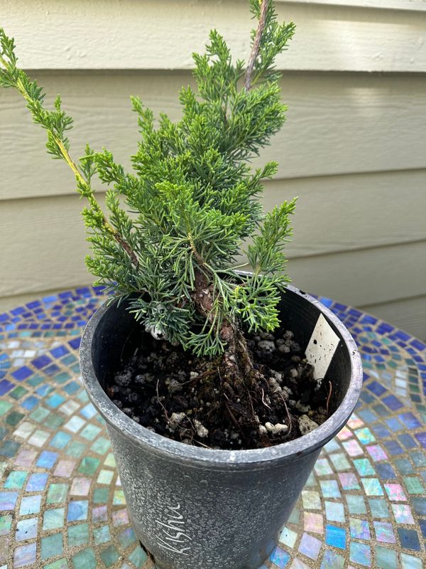Juniper Kishu 2 — Observation — 2024-06-12