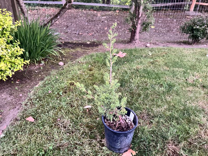 Juniper Kishu 2 — Observation — 2025-07-14