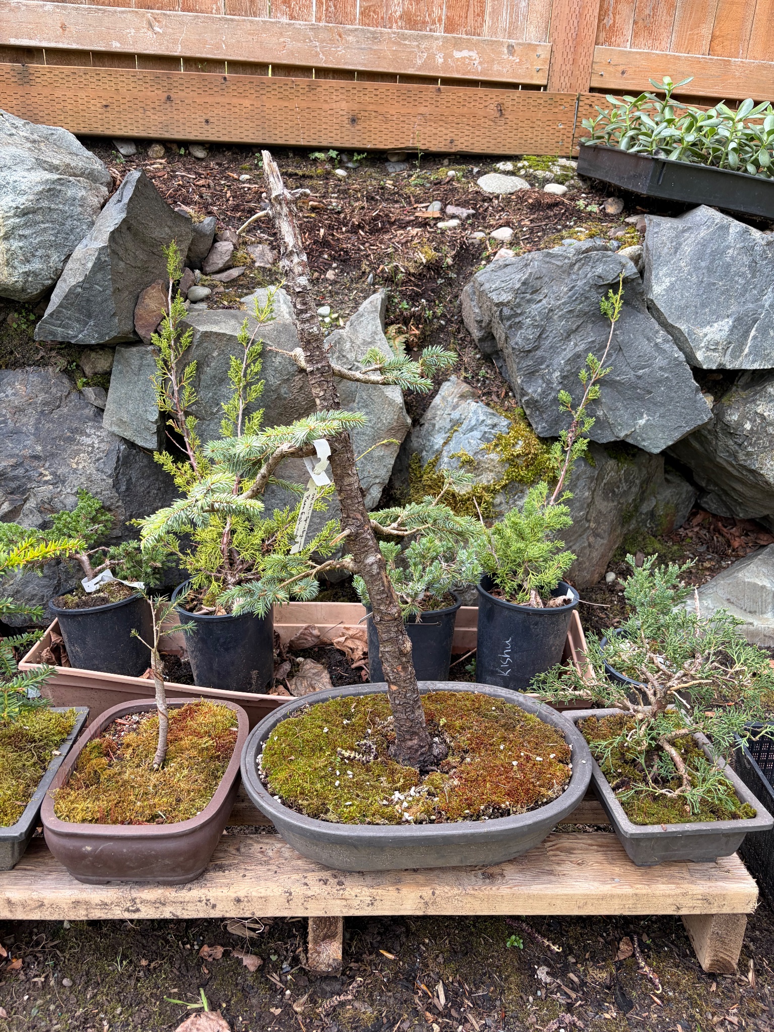 Chinese Juniper 2 — Observation — 2026-03-29