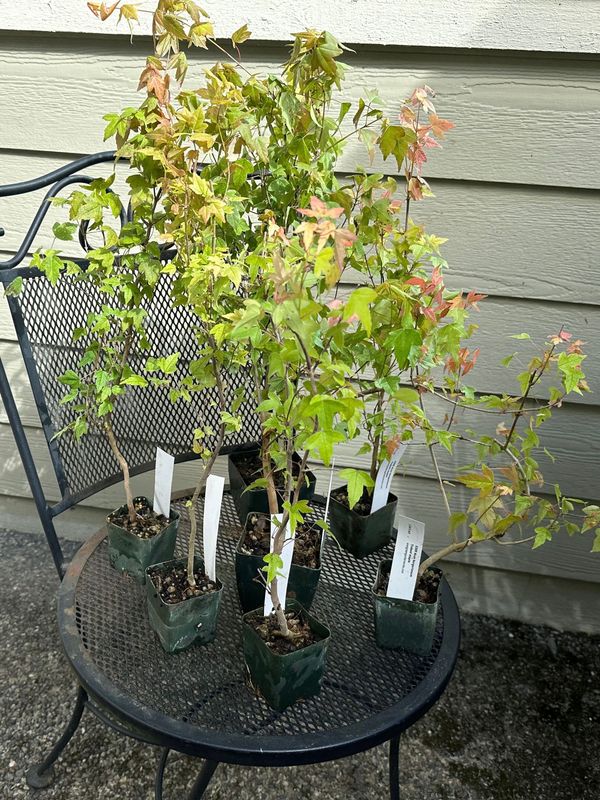 Trident Maple 1 — Observation — 2024-06-12